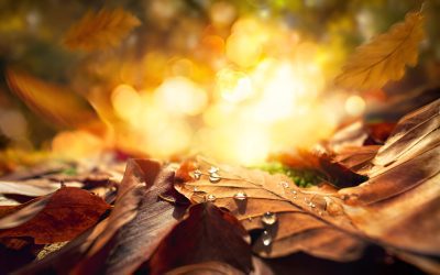 ¡El Otoño ha llegado, prepárate bien!