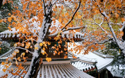 El Invierno y su Relación con el Elemento Agua en la Medicina Tradicional China